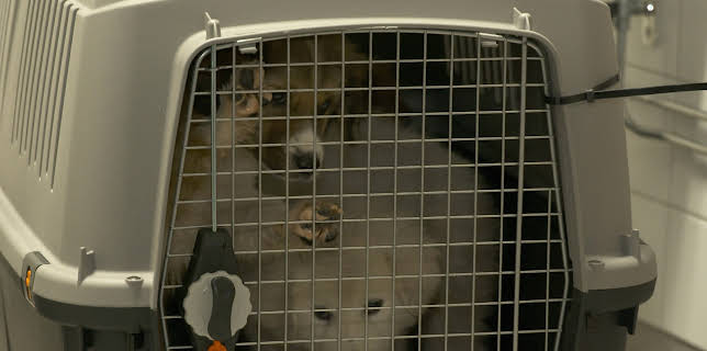 18:10: Gränsbevakarna Sverige (S2 E8) (S2) | Kanal 5 | 12/3 2025