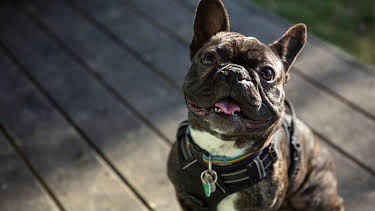 4:50 AM: The Dog House | Channel 4 | 7/27 2026