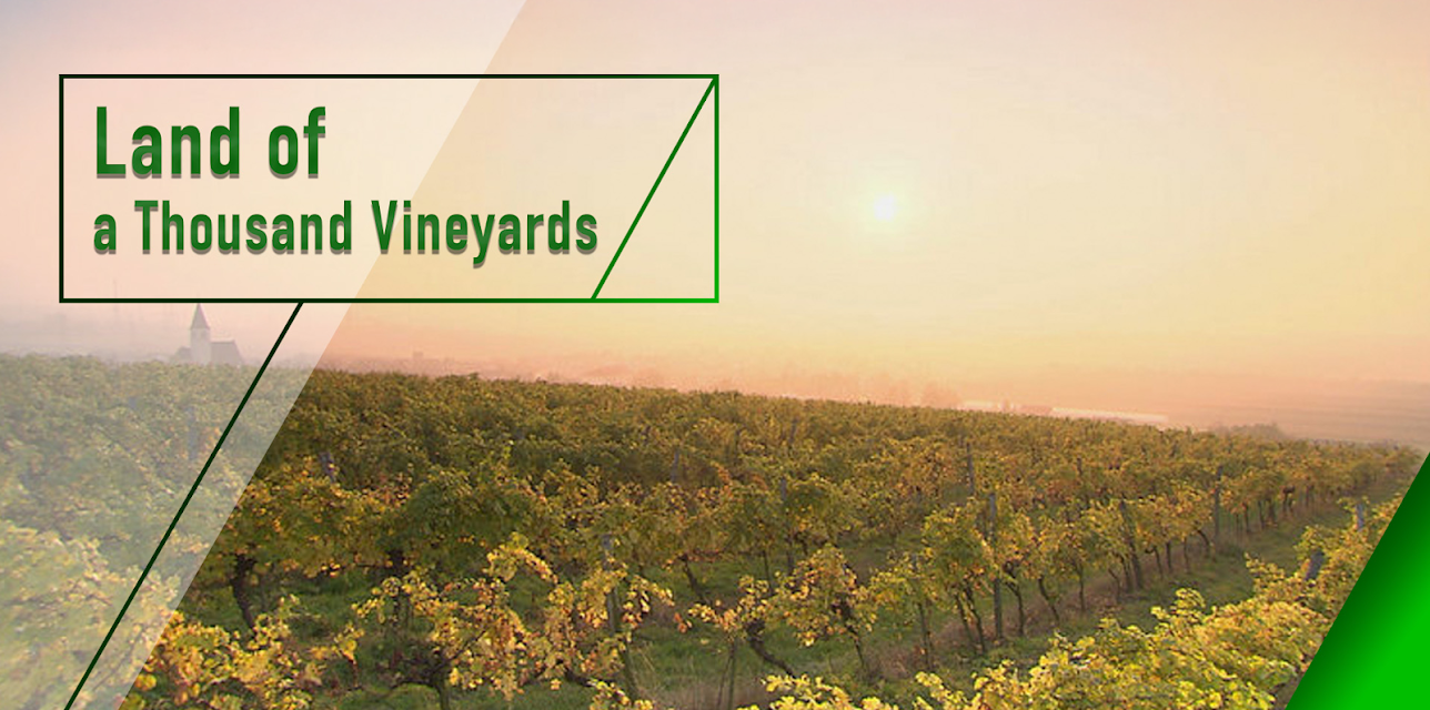 Land of a Thousand Vineyards (2000)