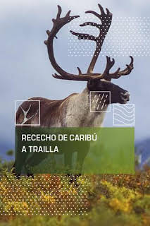 10:00: Rececho de caribú a traílla | Caza y Pesca | 7/13 2026