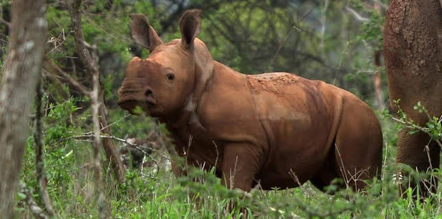 01:45: Wildes Südafrika | RBB Fernsehen | 2/4 2026