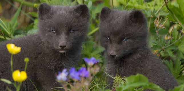 21:00: Wildes Skandinavien | Radio Bremen | 1/21 2026