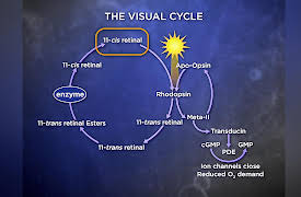 Biochemistry and Molecular Biology: How Life Works: The Biochemistry of Our Senses