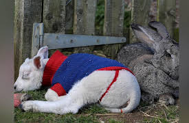 Amazing Animal Friends Season 1: The Young Ones