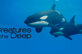 Creatures of the Deep Season 1: Jellyfish Invasion