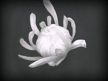 22:45: Chrysanthemum | 3SAT | 5/2 2026