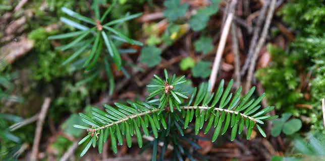19:10: Vom Ahorn bis zur Zwiebel | ARD Alpha | 2/2 2026