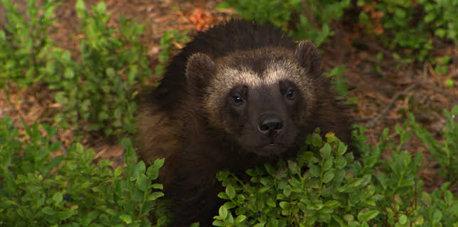 05:30: Dyrepasserne | TV 2 | 11/20 2025