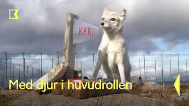 17:00: Med djur i huvudrollen | Kunskapskanalen | 4/8 2026
