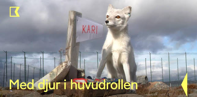 17:00: Med djur i huvudrollen | Kunskapskanalen | 12/26 2025