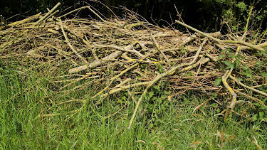 05:00: Schnittgut. Alles aus dem Garten | BR Fernsehen | 4/23 2026