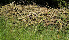 Schnittgut. Alles aus dem Garten