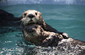 Animal Mums: Growing Up