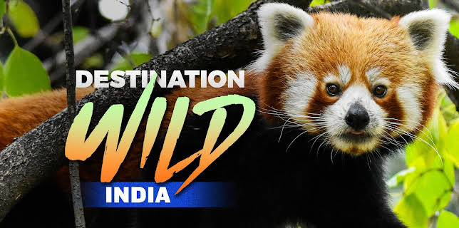 Destination Wild India