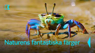 20:10: Naturens fantastiska färger | Kunskapskanalen | 6/16 2026