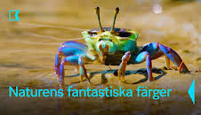 Naturens fantastiska färger