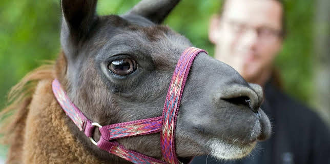 10:35: Elefant, Tiger & Co. (297) | MDR Fernsehen | 1/15 2026