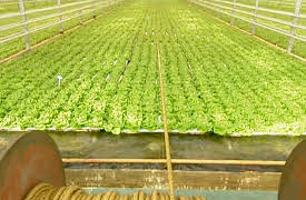 How It's Made: Volume 1: Hydroponic lettuce, construction wood and fishing flies