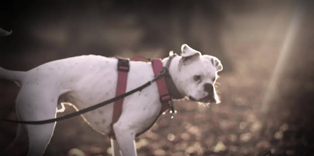 19:00: Bagges hemlösa hundar | TV4 Fakta | 8/1 2025