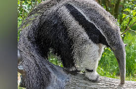 Why Insects Matter: Earth’s Most Essential Species: Insects as Food for Animals and Plants