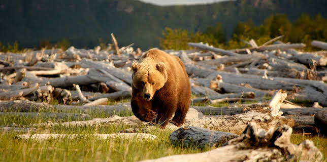 10:45: Alaskas Bären (1/3) | 3SAT | 1/9 2026