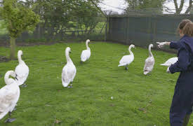 Saving Britain's Wildlife, Season 1: All Creatures Great and Small