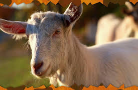 Awesome Animals and Mini Me: Season 1: Goat