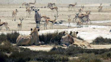 17:50: Freie Bahn für Wildtiere | Arte | 4/29 2026