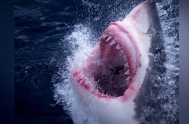 Wild Assassins: Temperate Forest