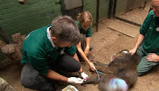 Leopard, Seebär & Co.