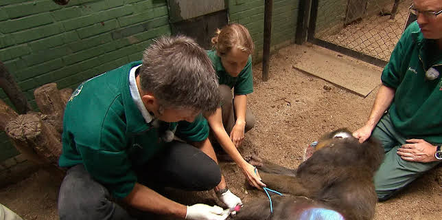 11:40: Leopard, Seebär & Co. | NDR Fernsehen | 12/4 2025