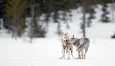 Ein Jahr unter Wölfen