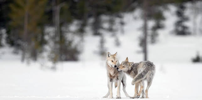 12:00: Ein Jahr unter Wölfen | Arte | 1/10 2026