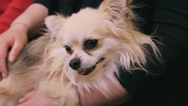 5:00 PM: The Supervet: Noel Fitzpatrick (S3 E4) (S3) | W | 4/8 2026