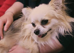 The Supervet: Noel Fitzpatrick