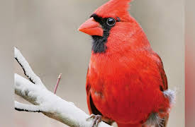 The National Geographic Guide to Birding in North America: Birding Basics: Bird Origins and Taxonomy