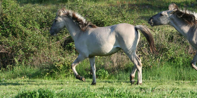 11:50: Abenteuer Wildnis | BR Fernsehen | 12/3 2025