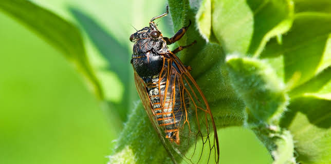 03:23: Nature's Strangest Mysteries: Solved (S1 E25) (S1) | Animal Planet | 1/3 2026