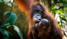 Orang-Utans