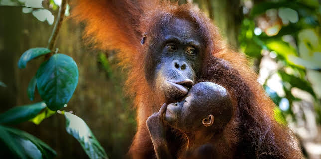 20:15: Orang-Utans | Das Erste | 3/23 2026