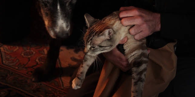 01:30: Treetop Cat Rescue (S1 E3) (S1) | Animal Planet | 11/25 2025