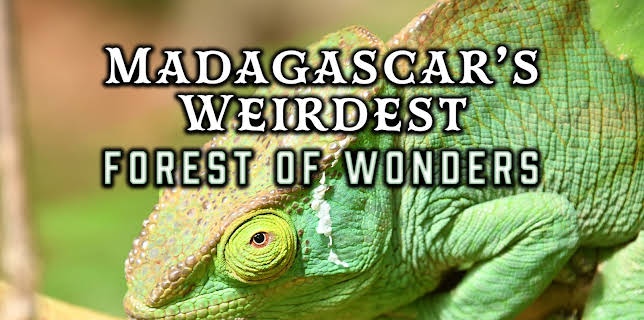 Madagascar's Weirdest: Forests of Wonders (2022)