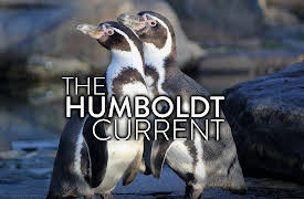 The Humboldt Current: Genesis