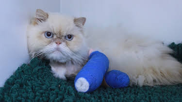 4:00 PM: The Supervet: Noel Fitzpatrick (S5 E8) (S5) | W | 1/11 2026