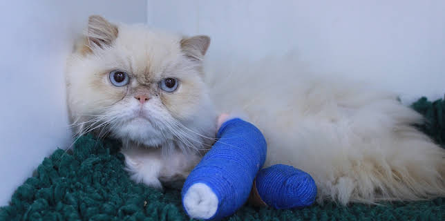 3:00 PM: The Supervet: Noel Fitzpatrick (S5 E8) (S5) | W | 1/11 2026