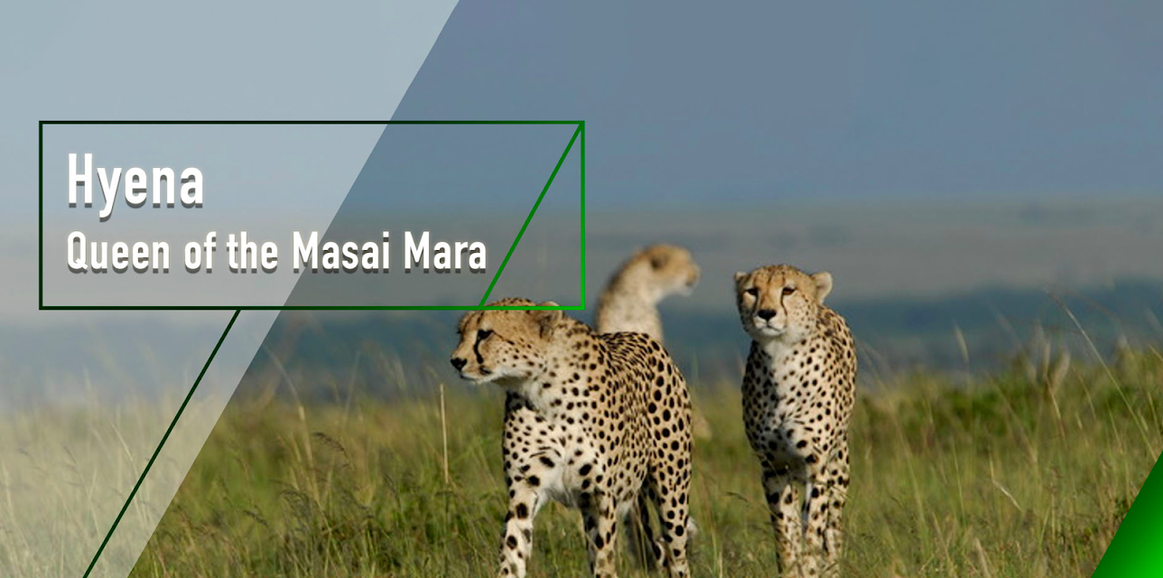 Hyaena: Queen Of The Masai Mara (2012)
