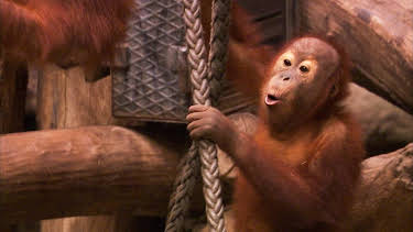 14:25: Elefant, Tiger & Co. (293) | MDR Fernsehen | 4/15 2026