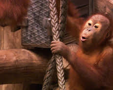 Elefant, Tiger & Co. (293)