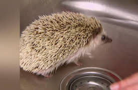 Dr. K's Exotic Animal ER Season 1: A Bad Case of Rotten Eggs