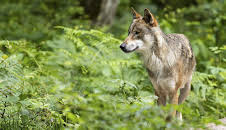 Zu viel los im Wald? Mit KI auf den Spuren von Tieren und Me